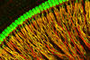 neuron