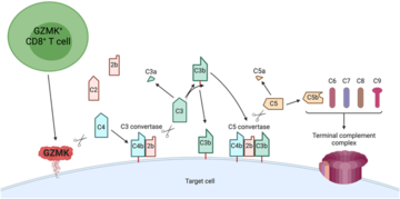CD8+ T cells