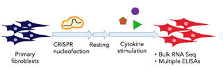 CRISPR screen