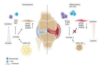 Fibroblasts