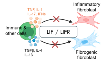 autocrine LIF/LIFR