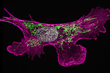 microsopy image