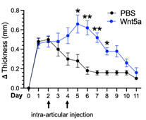 Wnt pathway activation