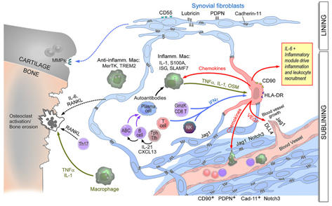 fibroblastic stromal cells