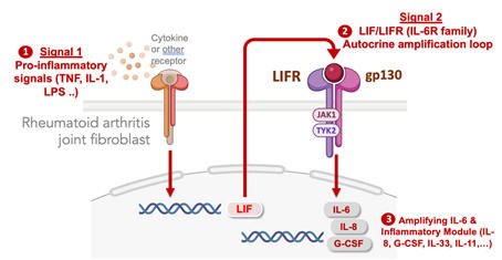 inflammatory fibroblast