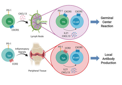 Tph Cells