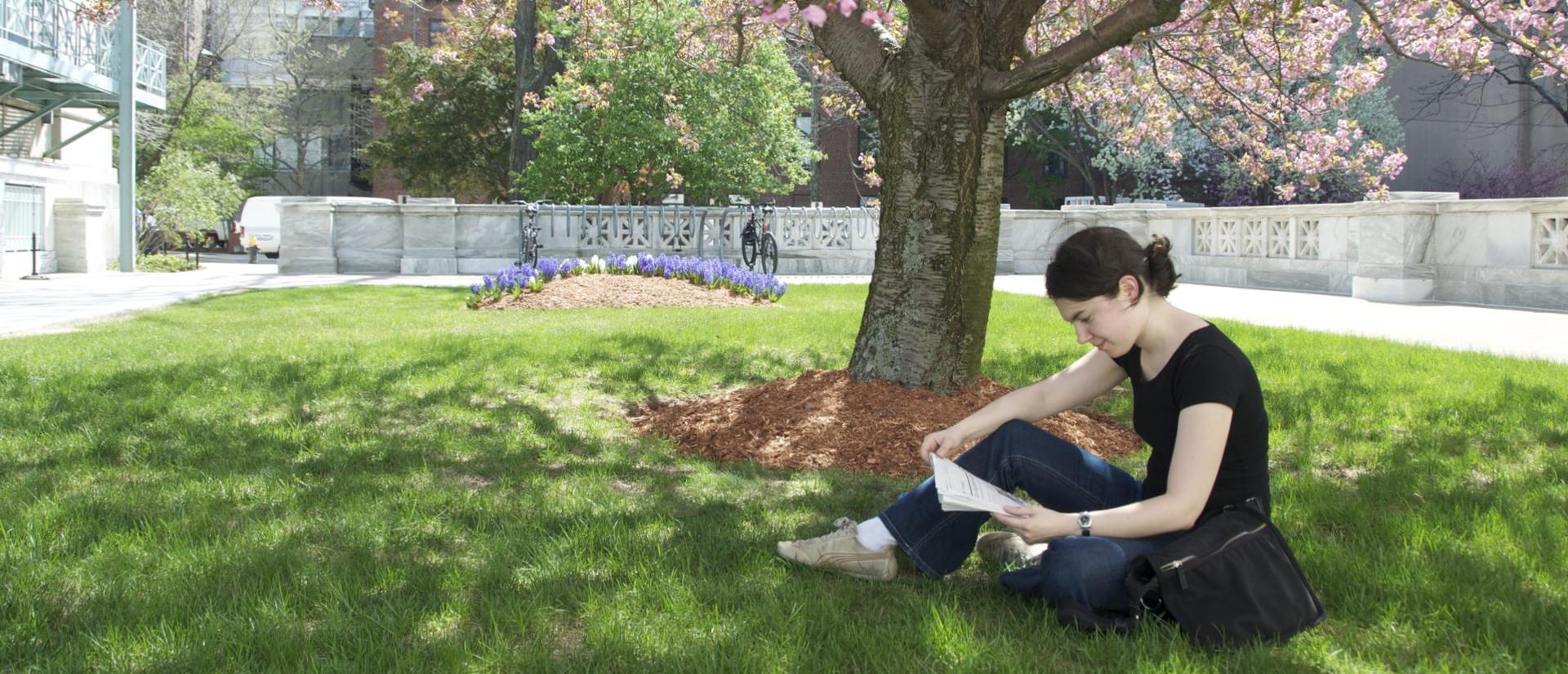 Student reading under a tree